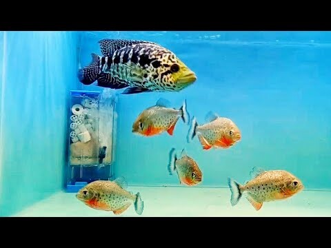 IKAN PIRANHA RBP UJI MENTAL DENGAN JAGUAR CICHLID