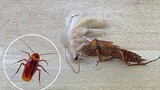 คุณต้องไม่เคยเห็นแน่ ๆ ขั้นตอนการลอกคราบของแมลงสาบ