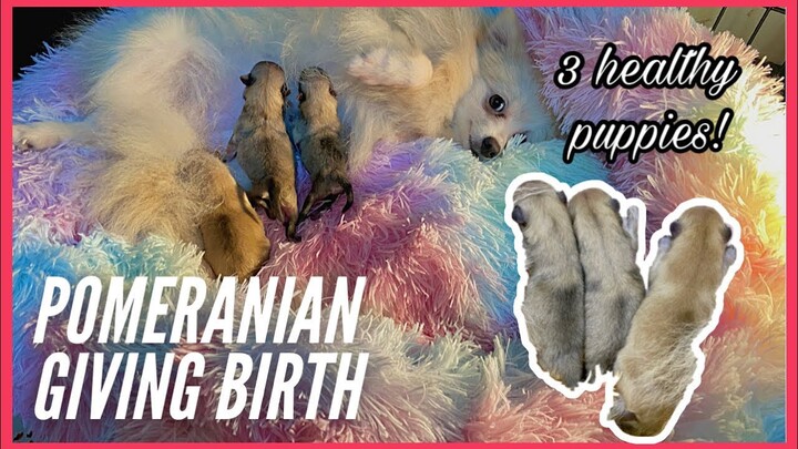 DOG GIVING BIRTH | POMERANIAN | SUPER MARCOS