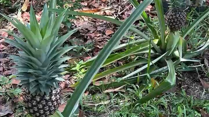 有人说生命如歌，那是因为他历尽山河；也有人说人生无词，那是因为他尝遍甘苦波折。新的一天！早安！