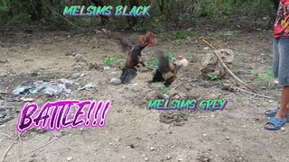 MELSIMS BLACK VS MELSIMS GREY SPAR!!       JRP BACKYARD