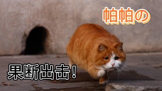 憋了好几集的故宫干饭猫【帕帕】终于勇敢出击！