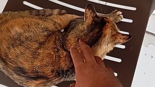 KUCING MASIH NGANTUK