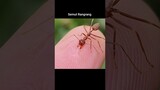 Pertahanan diri Semut Merah #science #alam #ants #fosil #insects #licexperiment #nature
