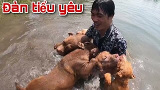 Đàn Thú Cưng 100 triệu Của Săn Bắt Ẩm Thực vùng cao Phá Làng Phá Xóm Nghịch Như Đàn Tiểu Yêu Quái