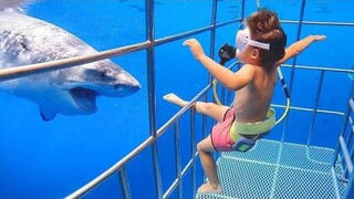 Baby Shark Doo Doo Zoo Babies - พยายามอย่าหัวเราะ - โฮมวิดีโอที่สนุกที่สุด 2020