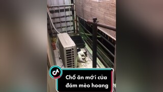 Chuyển chổ ăn cho đám mèo hoang mèo meow Nguyenhoanghaidang meocute mayconmeo meohoang lovepet cat catsoftiktok catvideo