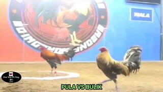 Sabong Part-6 Pula Vs Bulik April 17, 2023