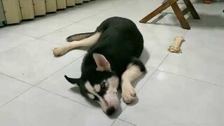 cà khịa husky và cái kết || teasing husky dog and the ending #husky #thucung #dogs #ngáohusky