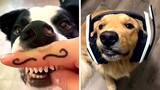 Ultimate Funny DOGS Compilation! 🐶 (2023)