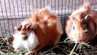 cute Guinea pig