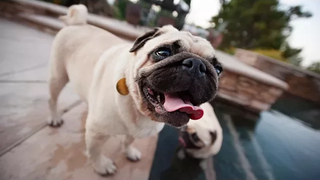 Cute Puppies 🔴 Cute and Funny Puppies Videos Compilation - Cachorros Adorables Vídeo Recopilación