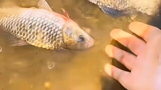 Merit TV Release of Life: Why aren't the fish moving?