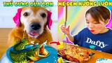 Thú Cưng Vlog | Chó Gâu Đần Golden Troll Mẹ #12 | Chó golden vui nhộn | Smart dog golden funny