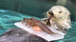 【海獭】獭子的海鲜大餐