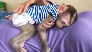 Adorable monkey Mino sleep comfortably on mom
