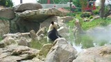 Dewa Panda di Pesta Buah Persik Kerajaan Langit|Panda yang bermeditasi.