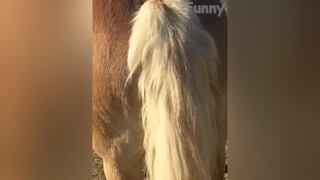 cat dog 2022 pet funnyvideos vuinhon animals funny