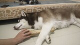 Động vật|Nhân lúc chó Husky ngủ, lấy trộm khúc xương trong lòng nó