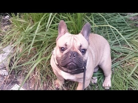 🔴live Anjing Nakal Main Di Semak Semak