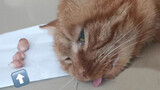 [Động vật] Mèo hoang: Miếng ăn là miếng nhục, ăn chực cũng bị cắt bi..