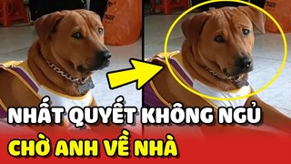 Cảm động với chú chó QUYẾT TÂM KHÔNG NGỦ chờ anh ĐI LÀM VỀ ❤️ | Yêu Lu