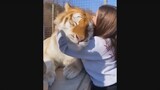 Dangerous Animals CAUGHT Being Friendly to Humans!