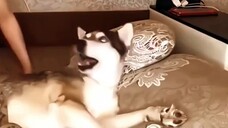 Funny Dog In Tik Tok