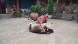 [Động vật] Quá trình cân chú chó Alaska