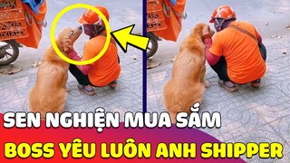 Ở với con Sen 'NGHIỆN MUA SẮM', chú chó Golden 'LÀM QUEN' luôn anh Shipper để xin đồ ăn 🤣 Gâu Đần