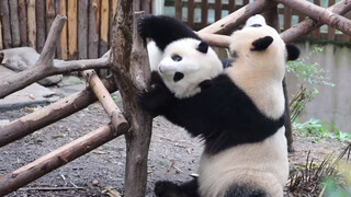 [Panda] He Hua: Give Me Some Freedom! Yuan Run: No, You Don't Need It!