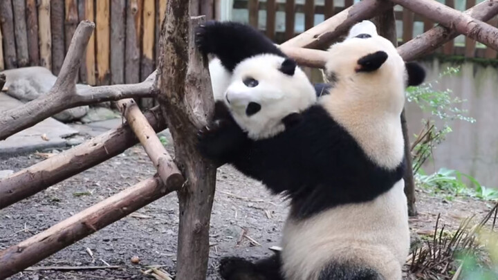[Panda] He Hua: Give Me Some Freedom! Yuan Run: No, You Don't Need It!