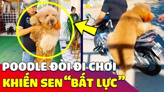 Bé Poodle 'THÍCH ĐI CHƠI' khiến con Sen 'ĐAU VÍ' vì tháng nào cũng phải sửa xe 😅 Gâu Đần