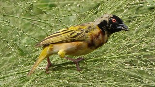 Immature Male GOLDEN-BACKED WEAVER