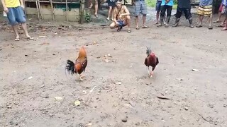 3rd wiin. swerte parin natanggal tari nila . pero Todo kantsaw sila  😂 edi di nanaman tayo papatalo