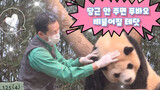 Animal | Panda Fubao Loves Being Petted