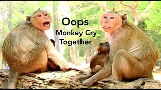 Oops Monkeys Cry Together to Tell World, They being Hungry Please Give Them Something