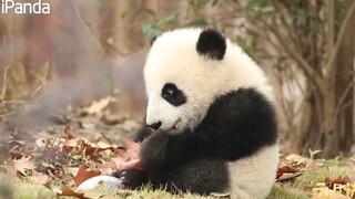 Cute giant panda eating leaves!