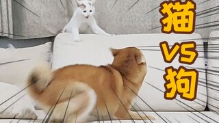 主人捡回来的猫猫瞬间称霸全家，把憨憨柴犬直接吓尿！