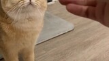 Mèo con có thực sự biết chụp ảnh không?