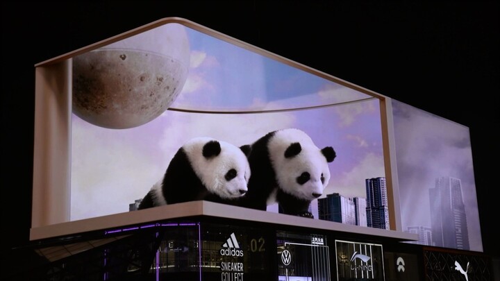 全球首个巨物化实拍熊猫🐼呈现