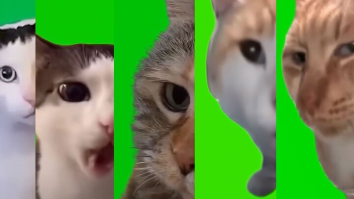 HD byd kitten green screen material