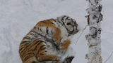 Tiger sleeps soundly on the snow in the freezing cold