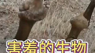 这是什么生物？一碰就自己缩回去