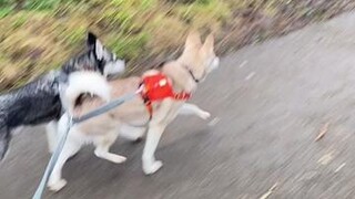 Does anyone else run with their dog/dogs? learnontiktok