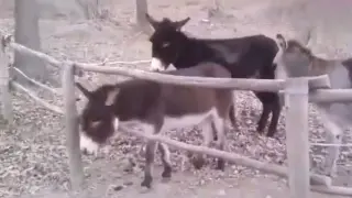 Black donkey: I hate to asay this, but you are stupid!