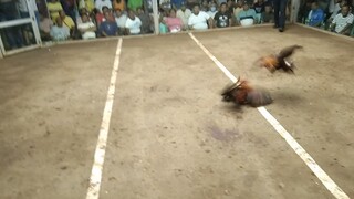 Dumaguete fiesta derby 5stag/cock final 4th fight win.BANILAD FARM