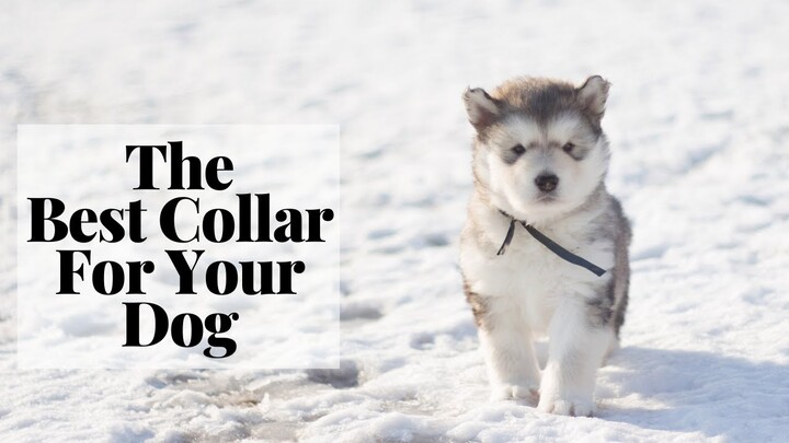 What Dog Collar Should You Get