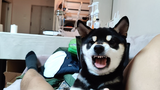 Animal|Play with Shiba Inu