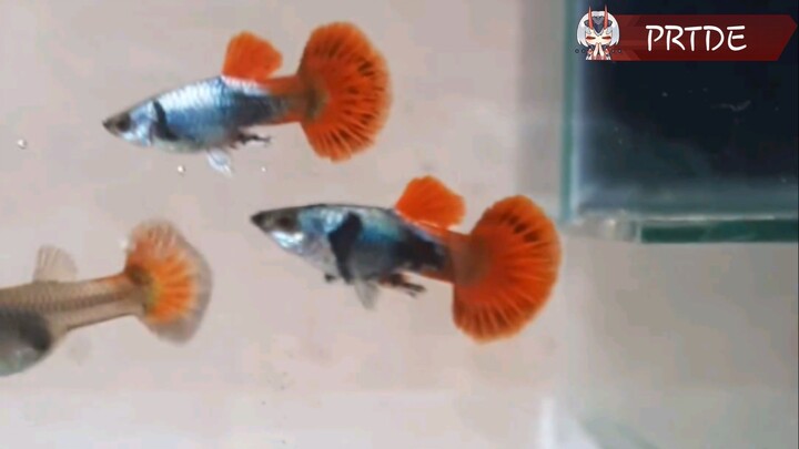 Platinum Red Tail Dumbo Ear, Size Juvenile